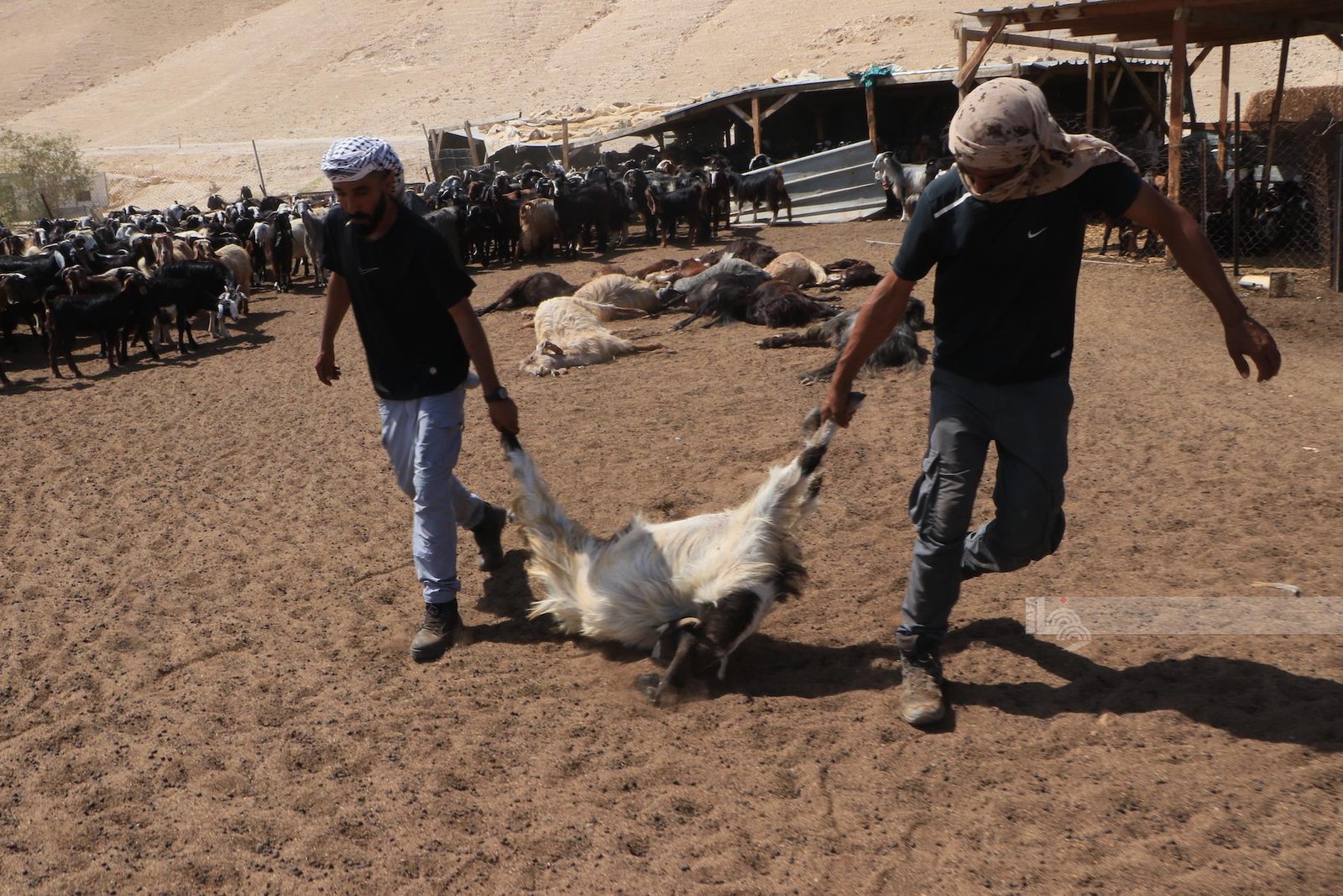 مستوطنون يسرقون 150 رأس غنم في المغير 
